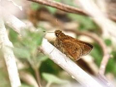 Decinea percosius