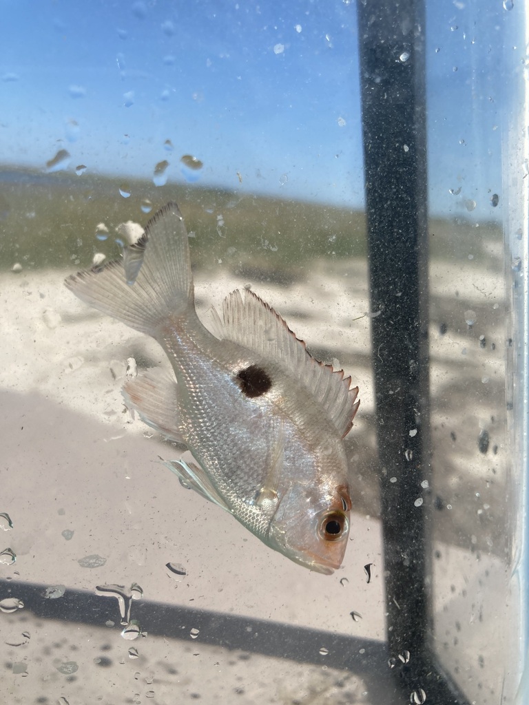 Northern red snapper (Lutjanus campechanus) — Lutjanidae