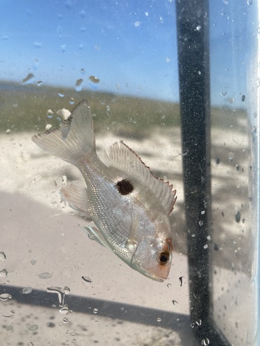 American red (Lutjanus purpureus) — Lutjanidae