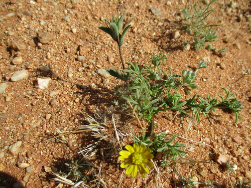 Image of Ursinia nana by no rights reserved