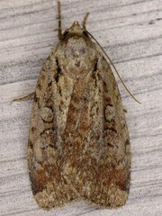 Eueretagrotis attentus