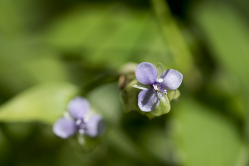 Image of Murdannia bracteata by (c) Licheng Shih, some rights reserved (CC BY)
