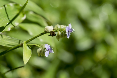 Image of Murdannia bracteata by (c) Licheng Shih, some rights reserved (CC BY)