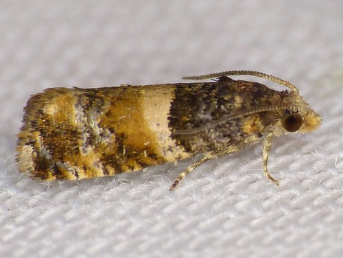 Lobesia spiraeae