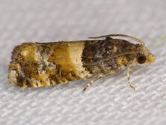 Lobesia spiraeae
