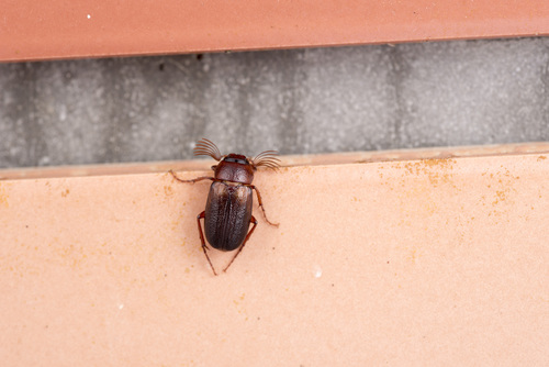 Hexataenius
