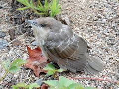 Black-Billed Cuckoo photo 5