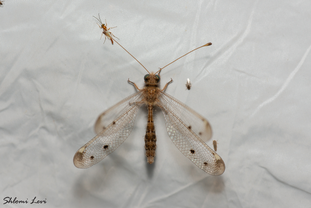 Iranoidricerus