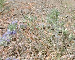 Eriastrum densifolium
