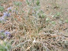 Eriastrum densifolium