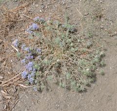 Eriastrum densifolium