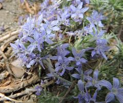 Eriastrum densifolium