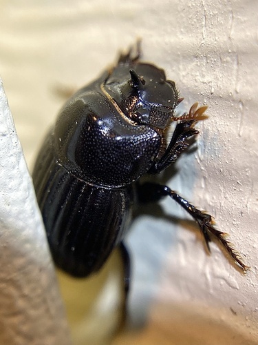 Small Black Dung Beetle photo 4