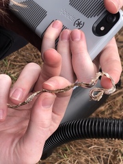 Cemophora coccinea copei