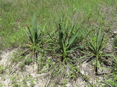 Yucca arkansana