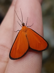 Eudulophasia