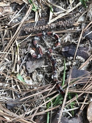 Cemophora coccinea copei