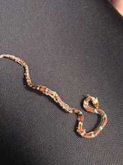 Cemophora coccinea copei