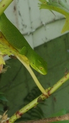 Naultinus punctatus