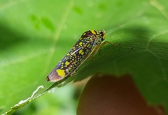 Aulacizes conspersa