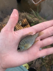 Lepomis punctatus