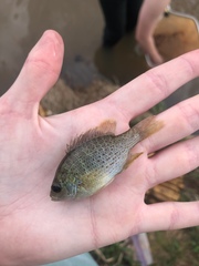 Lepomis punctatus