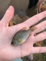 Lepomis punctatus