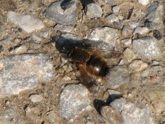 Tachina lurida