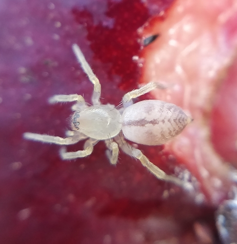 Porrhoclubiona minor