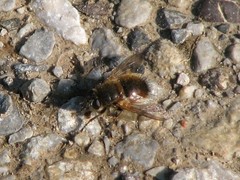Tachina lurida