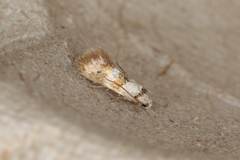 Notodryas