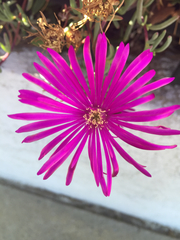 Disphyma crassifolium