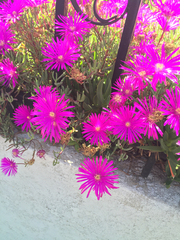 Disphyma crassifolium