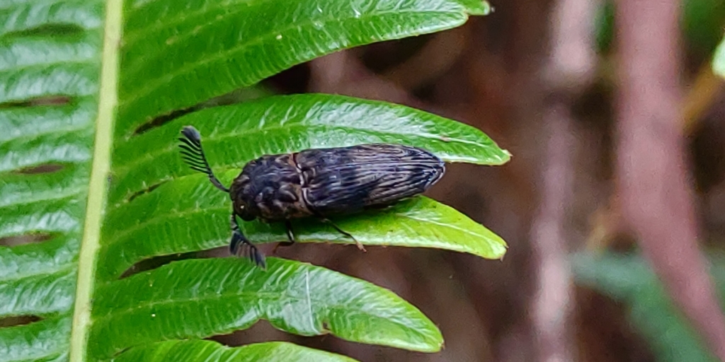 Eucneminae