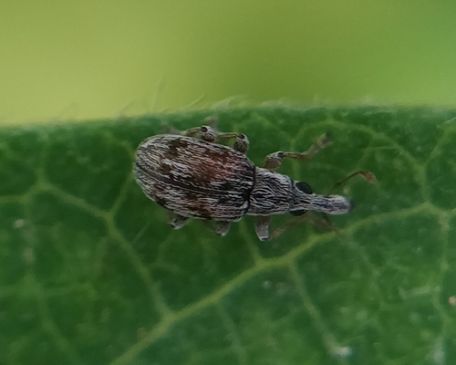 Taeniapion delicatulum