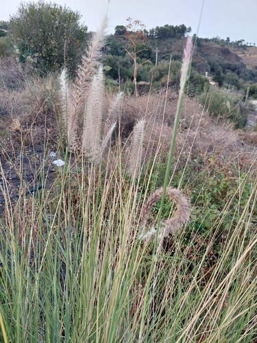 African fountain grass, Tender fountain grass, Fountain grass, Purple fountain grass (Cenchrus setaceus)