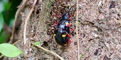 Eumorphus quadriguttatus pulchripes