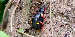 Eumorphus quadriguttatus pulchripes