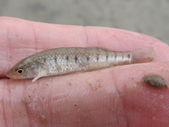 Fundulus similis
