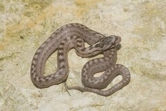 Southern Smooth Snake photo 5