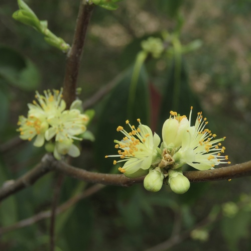 common sweetleaf (Symplocos tinctoria)