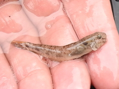Ctenogobius boleosoma
