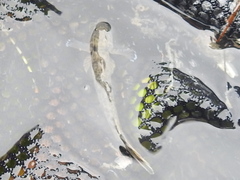Ctenogobius boleosoma