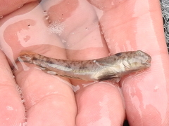 Ctenogobius boleosoma