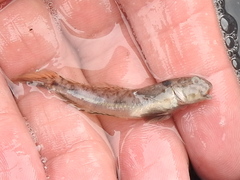 Ctenogobius boleosoma