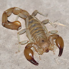 Timogenes elegans