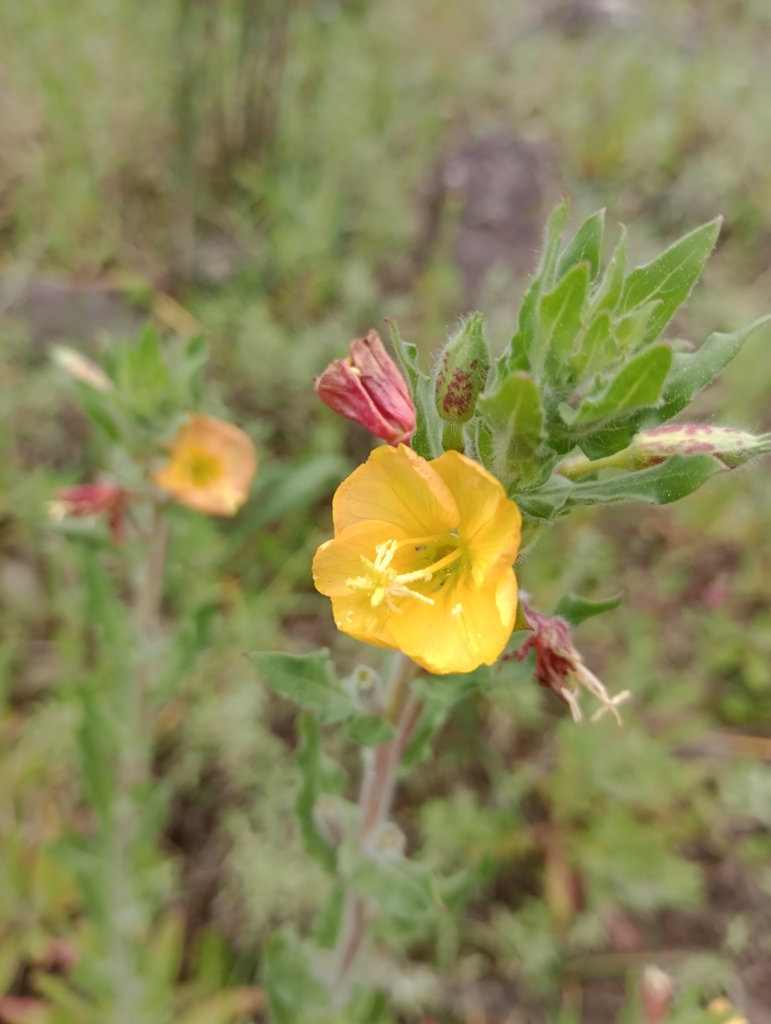 Small-flower evening-primrose