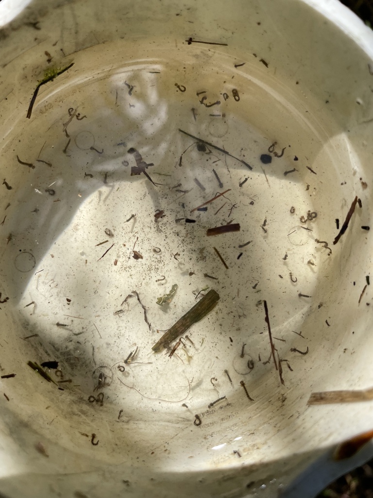 Aedes from Little Creek Wildlife Area, Dover, DE, US on September 19 ...