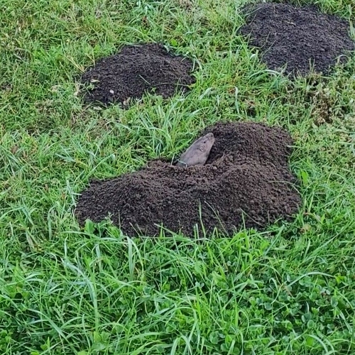 Sand Hills Pocket Gopher (Geomys lutescens) — Data Deficient Mammalia