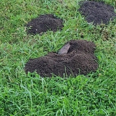 Pale Pocket Gopher photo 1